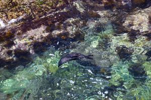 NZ Fur Seal Swimming